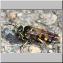 Gorytes laticinctus - Grabwespe m01b 10mm Garten.jpg